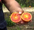 Orange aus Sizilien 